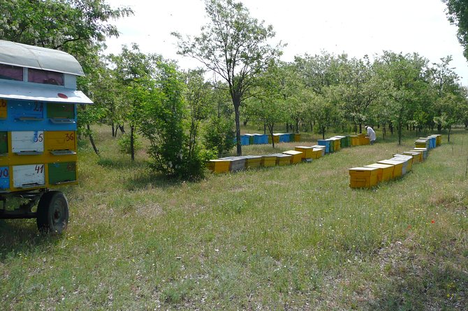Bees Adventure in Romania - Private Day Trip from Bucharest - Beekeeping lesson and bee behavior watching: what to focus on