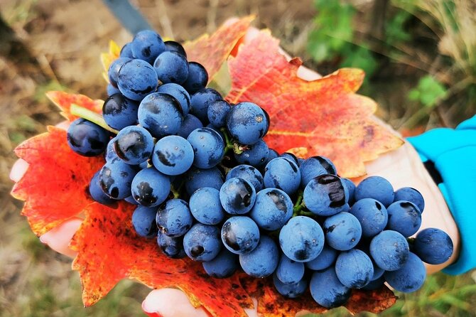 Bike & Wine tour in Dealu Mare wineland - Key things I’d circle before you book