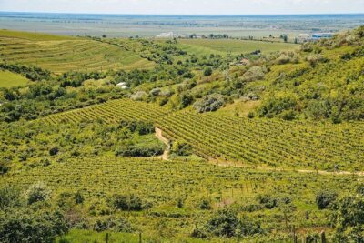 Bike & Wine tour in Dealu Mare wineland