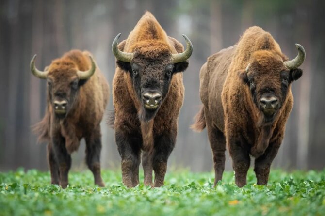 Bison Sanctuary, Vlad the Impaler Princely Court & Dracula Grave - Key highlights worth your attention