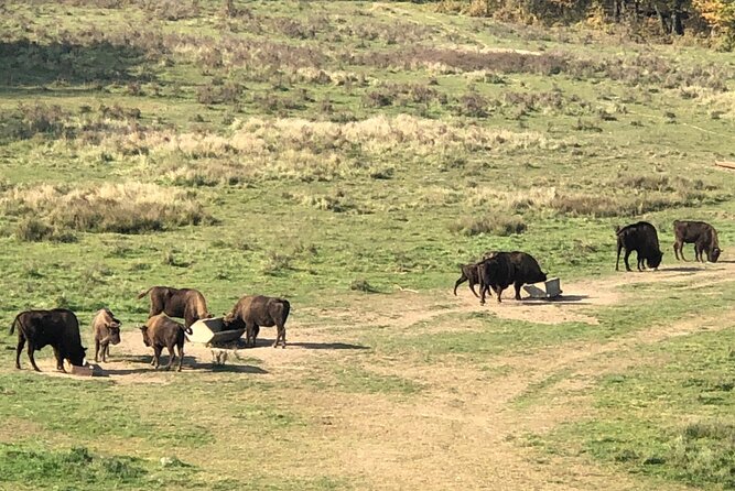 Bison Sanctuary, Vlad the Impaler Princely Court & Dracula Grave - Practical tips so you don’t waste time or energy