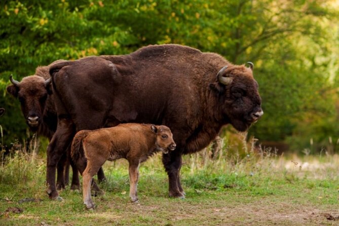 Bison Sanctuary, Vlad the Impaler Princely Court & Dracula Grave - Neagra Bison Reservation: Romania’s biggest “look but listen” moment