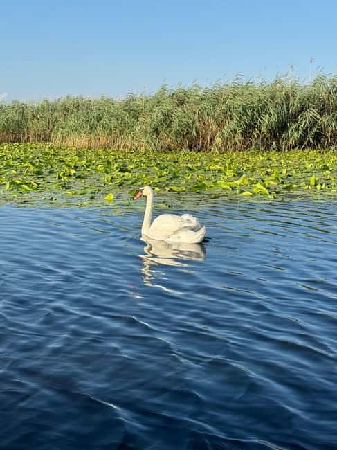 Boat Trip to Caraorman Forest – Danube Delta (5-6 hours) - Wildlife chances: pelicans, cormorants, swans, and wild boar hope