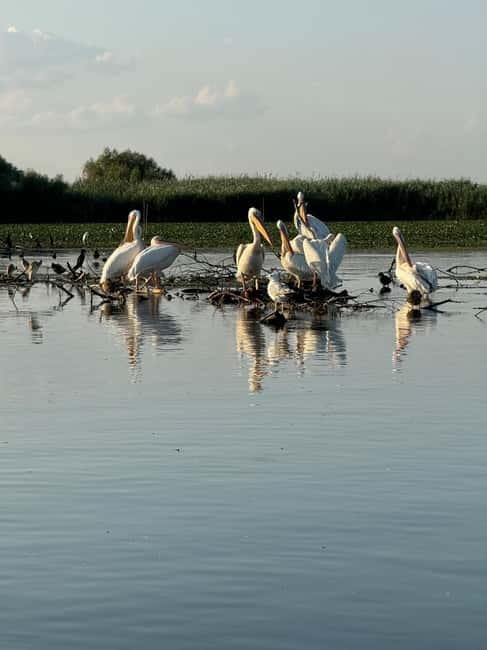 Boat Trip to Caraorman Forest – Danube Delta (5-6 hours) - Caraorman Forest safari and homemade lunch: what you pay extra for