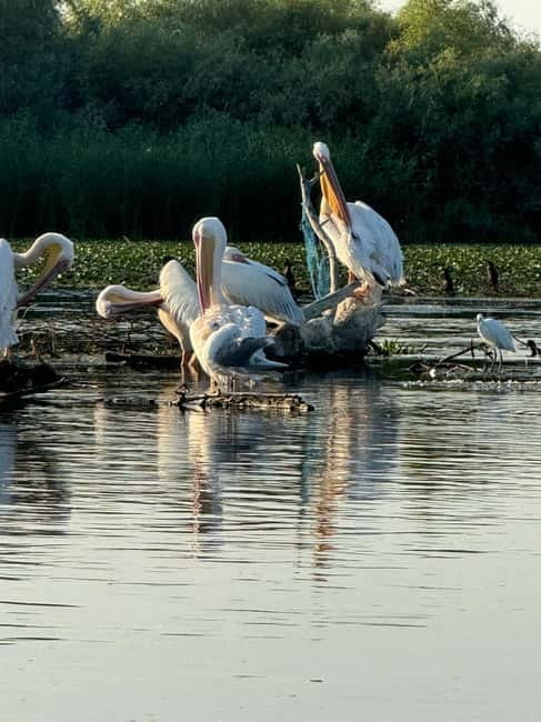 Boat Trip to Caraorman Forest – Danube Delta (5-6 hours) - Guide style, language, and group feel on board