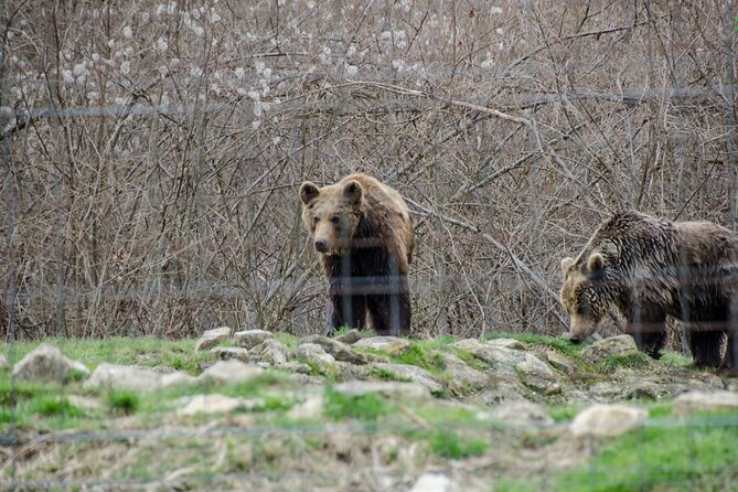 Bran Castle, Bear Sanctuary, and Rasnov Fortress Half Day Tour - Price and logistics, does $85 feel fair?