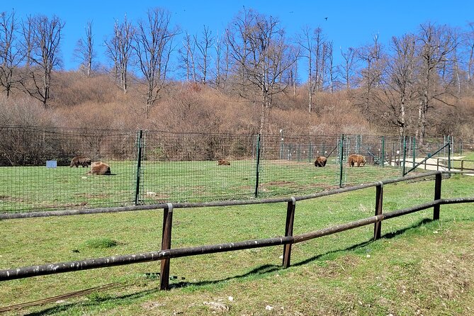 Bran Castle & Bear Sanctuary from Brasov - Optional Peles Castle - Quick practical tips before you go
