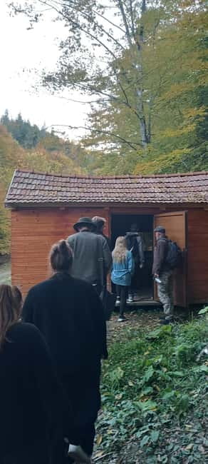 Brașov: 4-Hour Bear Watching Tour in Carpathian Mountains - A 4-hour window into the Carpathian bears near Brașov