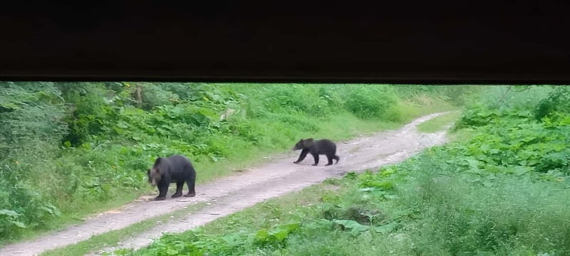 Brașov: 4-Hour Bear Watching Tour in Carpathian Mountains - What you might see besides bears