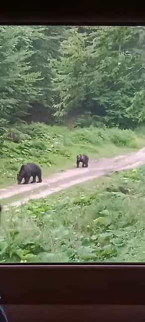 Brașov: 4-Hour Bear Watching Tour in Carpathian Mountains - What to bring and how to dress for forest time