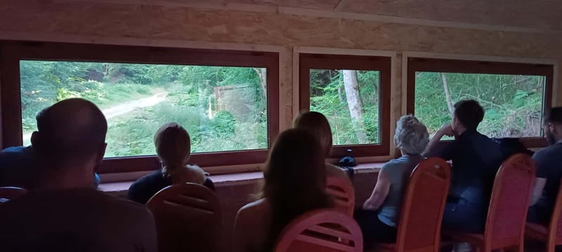 Brașov: 4-Hour Bear Watching Tour in Carpathian Mountains - Group size, guide style, and how to set yourself up for success