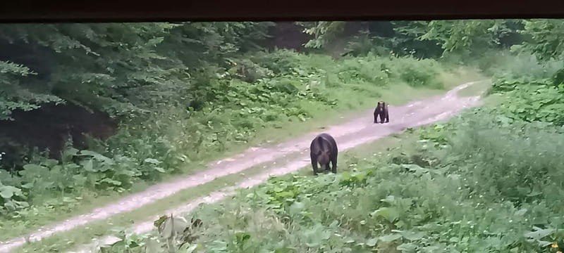 Brașov: 4-Hour Bear Watching Tour in Carpathian Mountains - Meeting the driver and heading out of the city