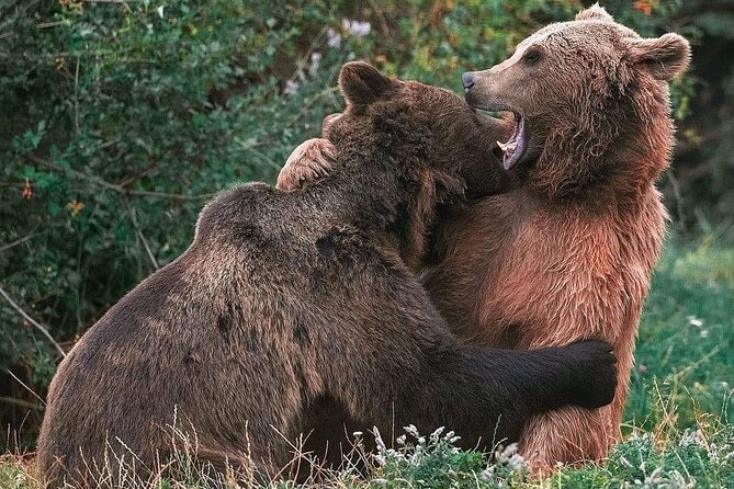 Brasov: Bear Sanctuary, Bran Castle & Rasnov Fortress GUIDED Tour - Liberty Bear Sanctuary in Zarnesti: close, careful, and photo-friendly