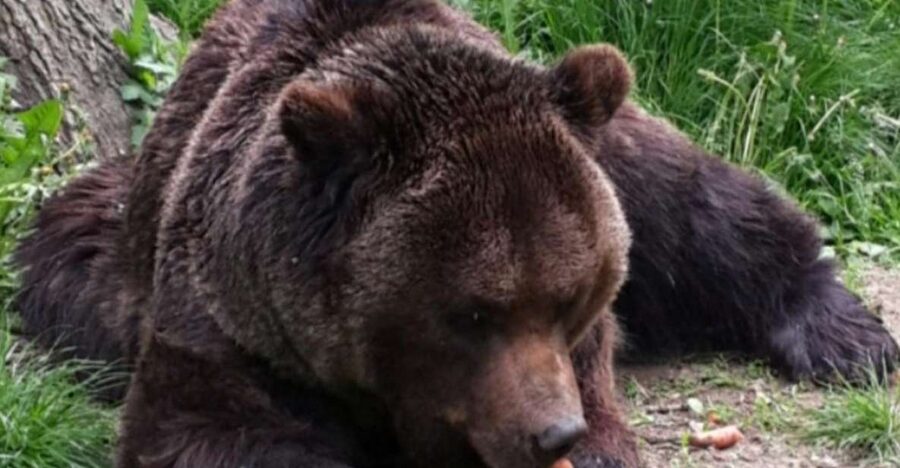 Brasov: Bear Sanctuary, Bran Castle & Rasnov Fortress Tour - Why This One-Day Mix Works: Bears, Bran, and Rasnov