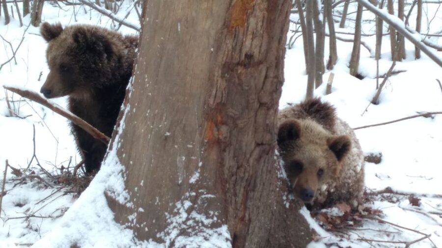 Brasov: Bear Sanctuary, Bran Castle & Rasnov Fortress Tour - Price and Value Around $61: What You Get, What You Must Budget