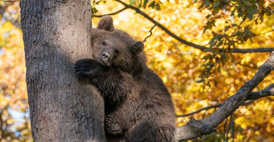 Brasov: Bear Sanctuary, Dracula Castle, and Râşnov Fortress - Bran Castle in the Real World: Dracula Mood, Historical Context