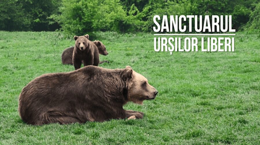 Brasov: Bear Sanctuary, Dracula Castle, and Râşnov Fortress - What the 6-Hour Schedule Feels Like (and How to Enjoy It)