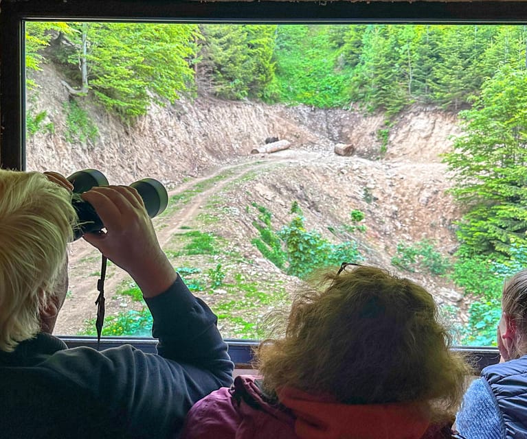 Brasov: Bear Watching in the Wild (From a Hideout) - Key Things to Know Before You Go