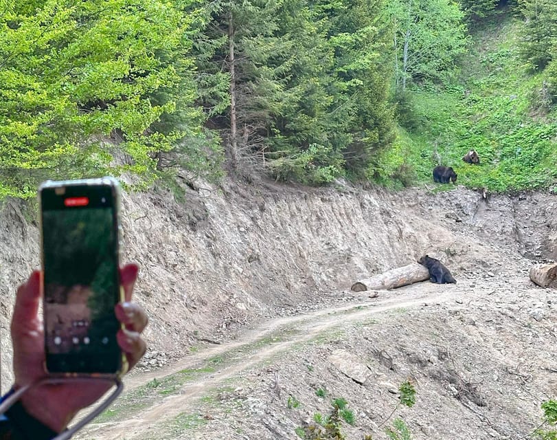 Brasov: Bear Watching in the Wild (From a Hideout) - Practical Booking and On-the-Day Flow