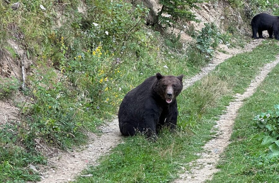 Brasov: Bear Watching in the Wild (From a Hideout) - Bear Watching From a Forest Hideout Near Brașov