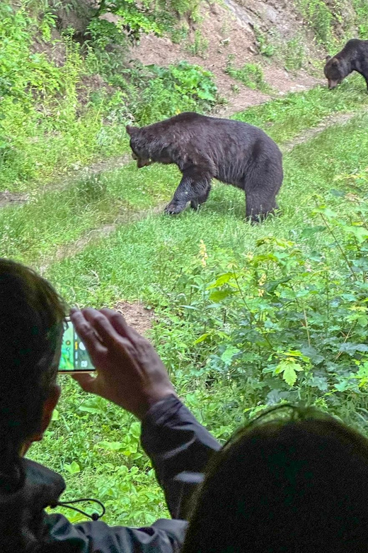 Brasov: Bear Watching in the Wild (From a Hideout) - Rain-Friendly Wildlife Watching (Yes, It Can Work Better)