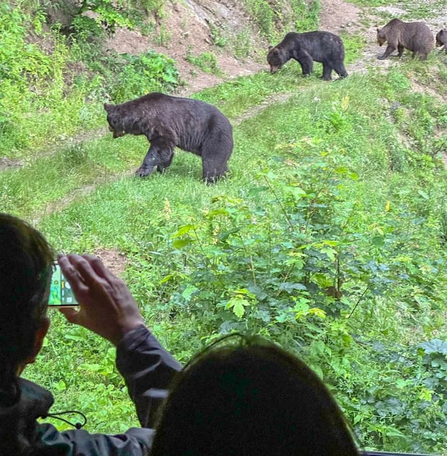 Brasov: Bear Watching in the Wild (From a Hideout) - Guides, Safety, and What Small Group Size Really Changes