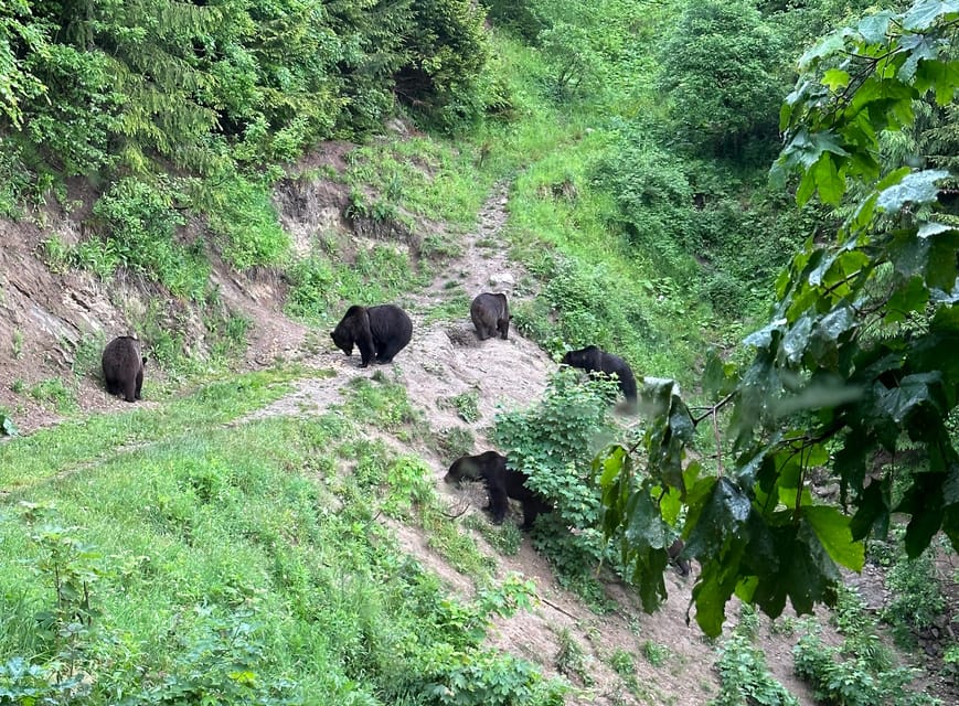 Brasov: Bear Watching in the Wild (From a Hideout) - Price and Value: Is $104 Worth It?