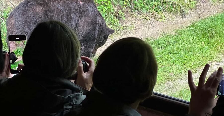 Brasov: Bear Watching in the Wild (From a Hideout) - Who This Fits Best, and Who Might Skip It
