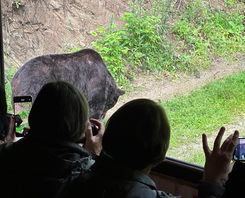 Brasov: Bear Watching in the Wild (From a Hideout) - Afternoon Timing and the 40-Minute Forest Drive