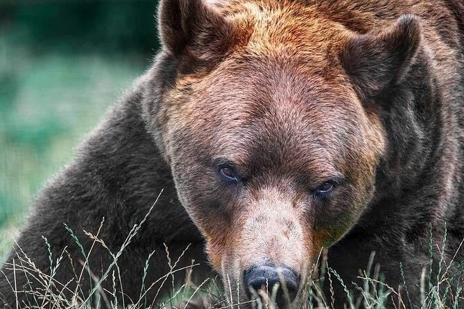 Brasov: Bears Sanctuary, Rasnov Fortress, Bran Castle GUIDED Tour - Bran Castle: why Dracula sells tickets, and the rooms do the rest