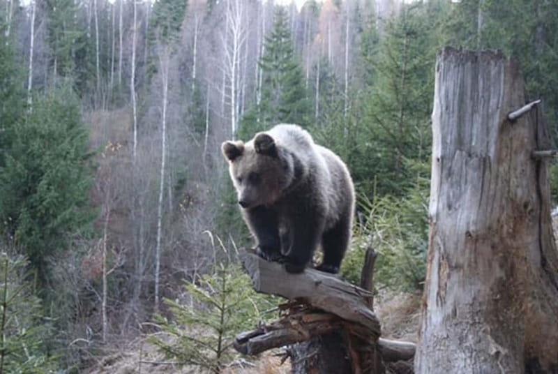 Brasov: Brown Bear & Wildlife Watching - Key things to know before you go