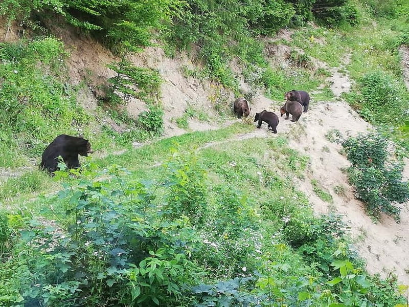 Brasov: Brown Bear & Wildlife Watching - Who this tour is best for