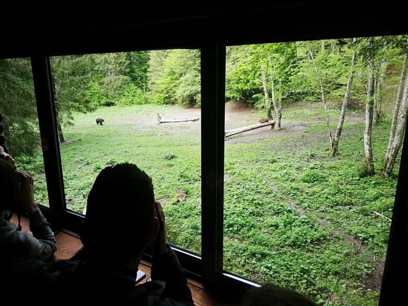 Brasov: Brown Bear & Wildlife Watching - Brasov Brown Bear Watching: what makes this tour different