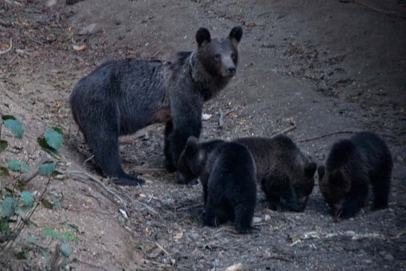 Brasov: Brown Bear & Wildlife Watching - The forest hide session: your real task is to be still