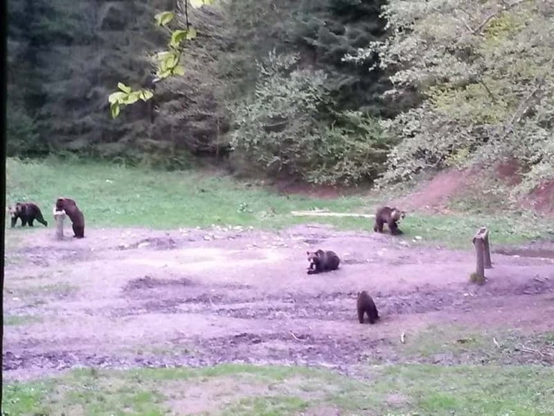 Brasov: Brown Bear & Wildlife Watching - Timing by season: dusk is the schedule, not just a suggestion