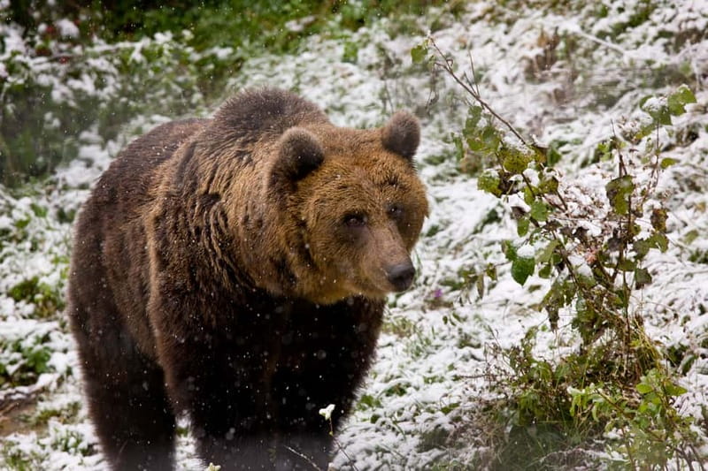 Brasov: Brown Bear & Wildlife Watching - Getting to the forest: transfer and the 200 to 300 meter drop-off