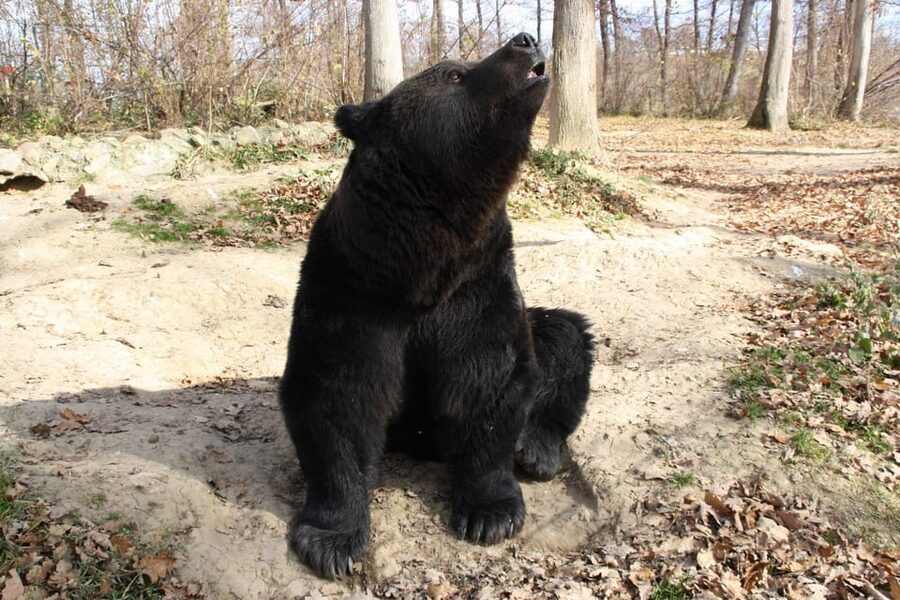 Brasov: Libearty Bear Sanctuary - Who this tour is best for, and who should skip it