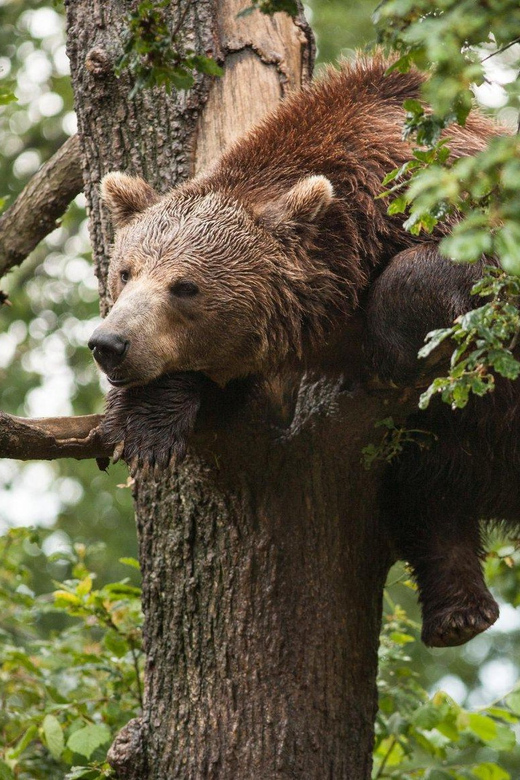 Brasov: Libearty Bear Sanctuary - Getting to Libearty Bear Sanctuary from Brasov without the headache
