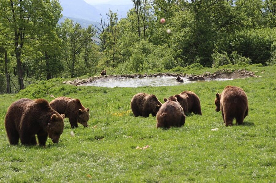Brasov: Libearty Bear Sanctuary - Forest time: oak and conifer grounds where bears can roam