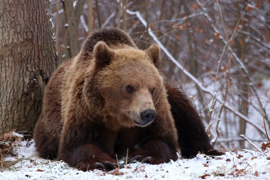 Brasov: Libearty Bear Sanctuary - Seeing rescued bears in their natural habitat (and why that’s the point)
