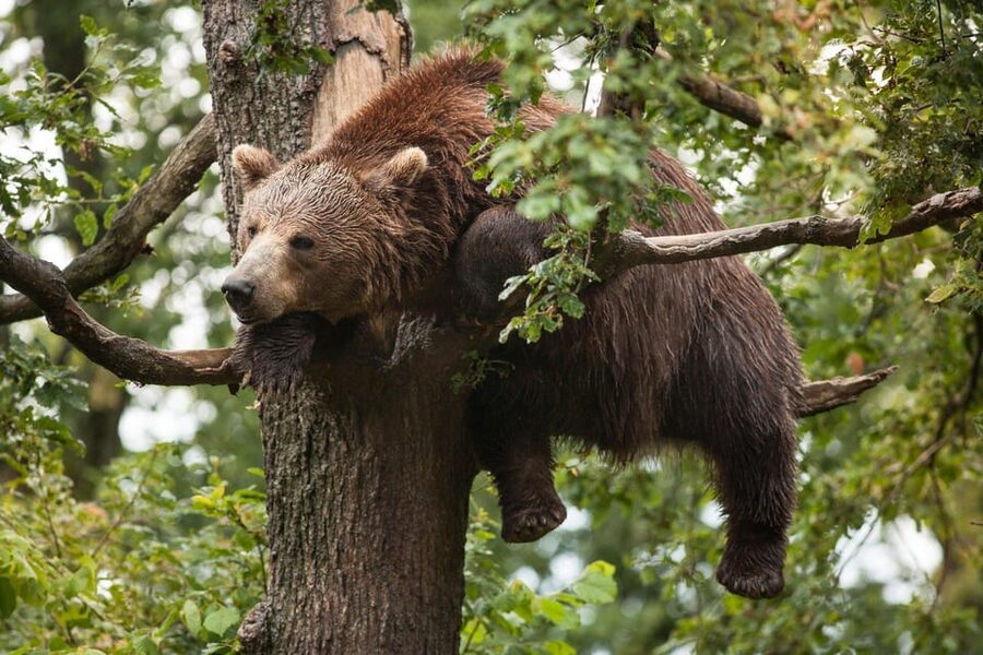 Brasov: Libearty Bear Sanctuary - Price, tickets, and whether it feels like good value