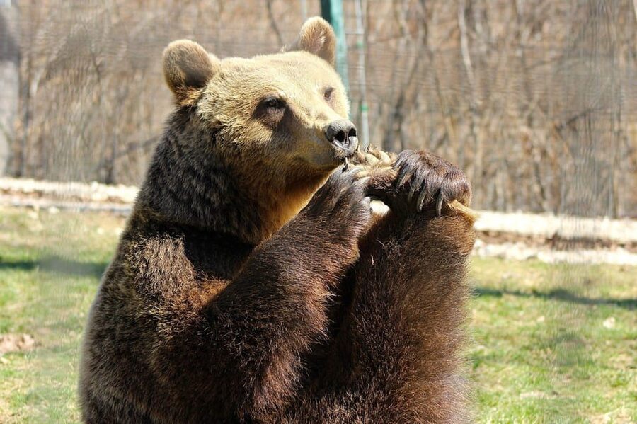 Brasov: Libearty Bear Sanctuary - What to bring so you are comfortable and ready for bear moments