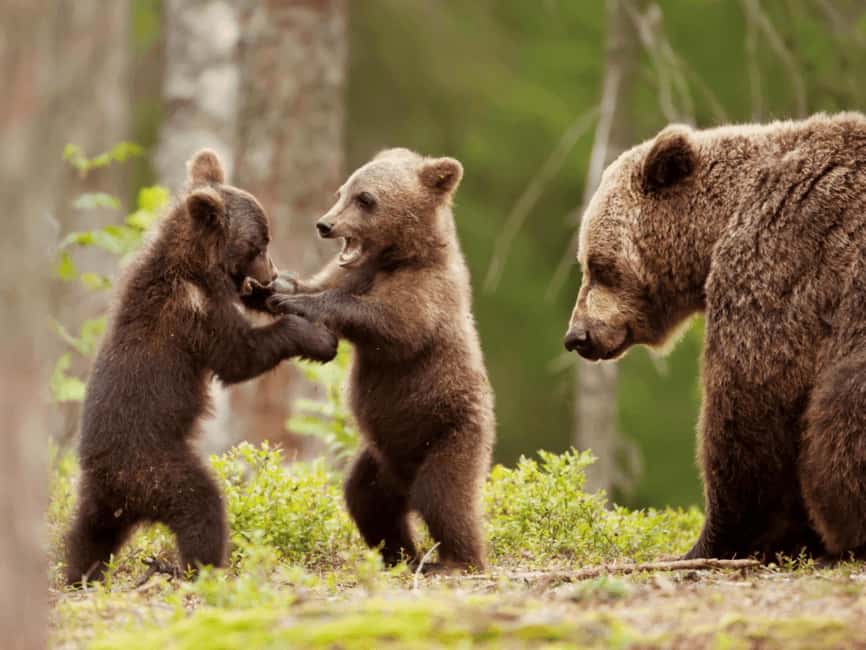 Brasov: Tour with Transfer Libearty Bear Sanctuary - The Libearty Bear Sanctuary in Zarnesti, and why it feels different