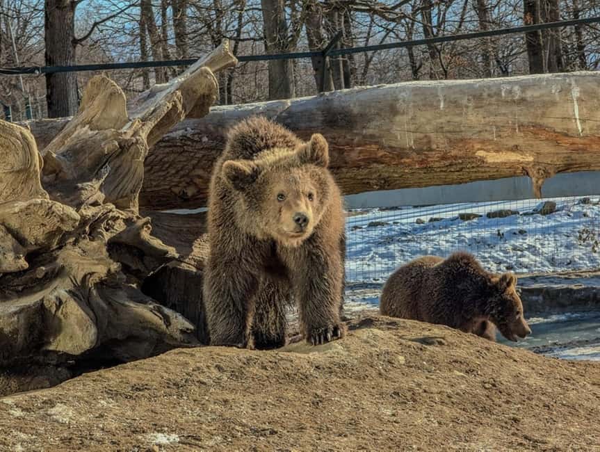 Brasov: Tour with Transfer Libearty Bear Sanctuary - Meet the guides and hear what they focus on