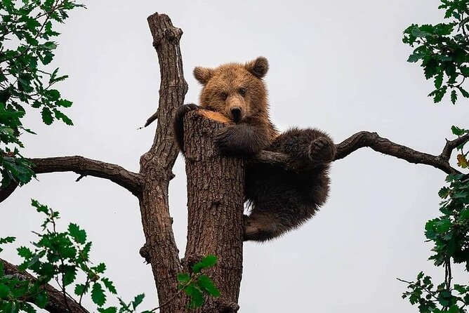 Brown Bear Sanctuary Tour from Brasov Entrance Ticket Guaranteed - Brasov Old Town pickup, then a calm ride to Zărnești
