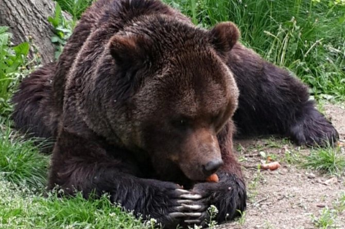 Brown Bear Sanctuary Tour from Brasov Entrance Ticket Guaranteed - Inside the 69 hectares: forest, water, and bear welfare in practice
