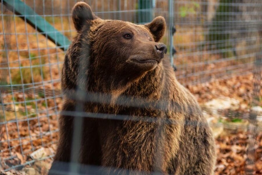 Bucharest: Bran Castle and Bear Sanctuary Small-Group Tour - Key highlights I’d plan around