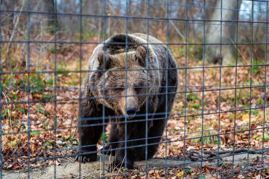 Bucharest: Bran Castle and Bear Sanctuary Small-Group Tour - Price and value: does $145 make sense for this day trip?