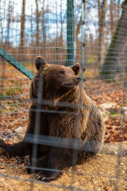 Bucharest: Bran Castle and Bear Sanctuary Small-Group Tour - A note on possible bonuses, like Peleș Castle