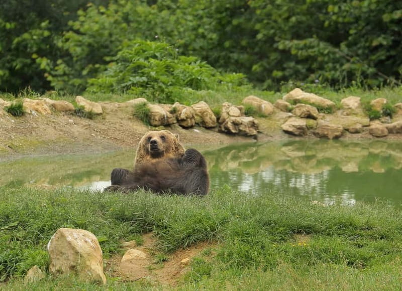 Bucharest: Day Trip to Bear Sanctuary, Bran Castle & Brasov - Teddy Bear Museum: where real bears and teddy bears share space
